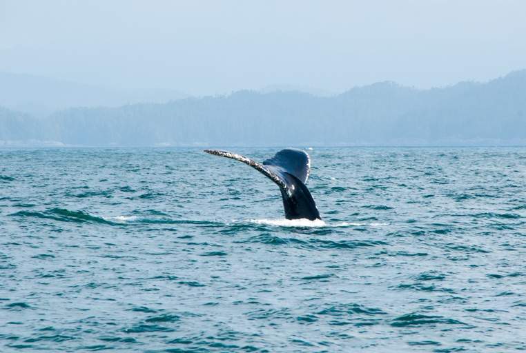 A humpback whale shows off its tail on a tour seen just last week.   