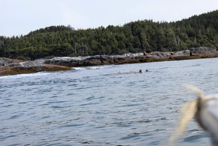 Guests see more than just whales on the rapids tour – some steller sea lions were out to play on a tour last week!