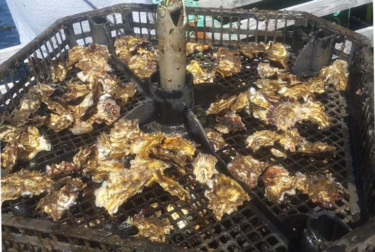KEDC’s oysters continue to grow at a fast rate.
