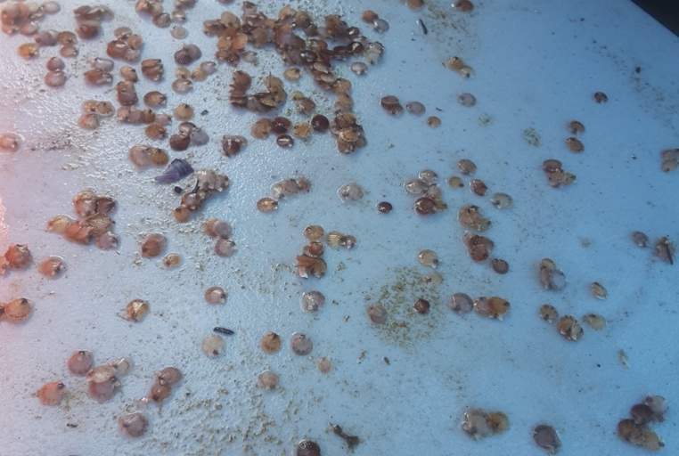 A sample of scallop seed that the aquaculture team put out on site.