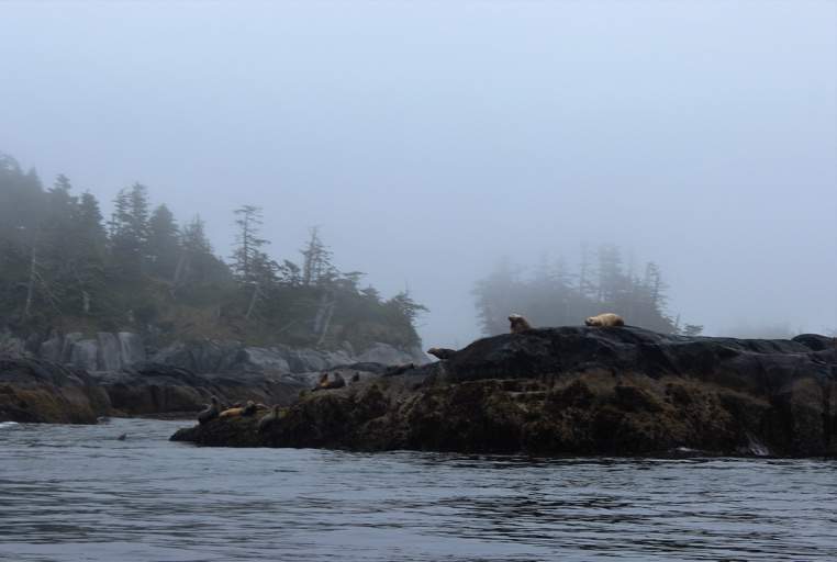 Seals were spotted on a BC Day boat tour of the Nakwakto Rapids.