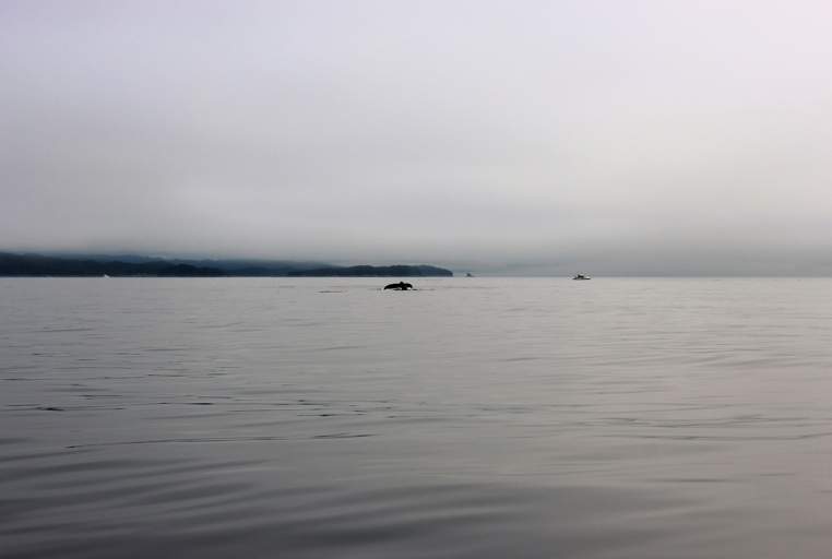 A whale doesn’t let the fog stop it from swimming by guests of the k’awat’si Nakwakto Rapids Tour. 