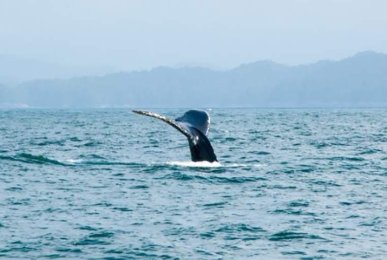 A humpback whale is seen on a boat tour of the Nakwakto Rapids.