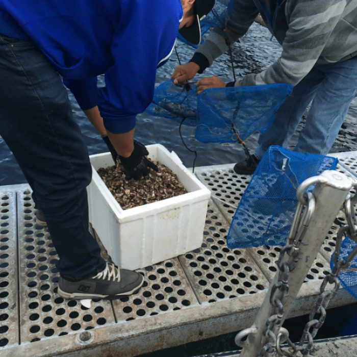 Community members Ernie Henderson and Moses Walkus sort oyster seed to put into the blue pearl nets, where they’ll stay until they grow big enough to go into the trays