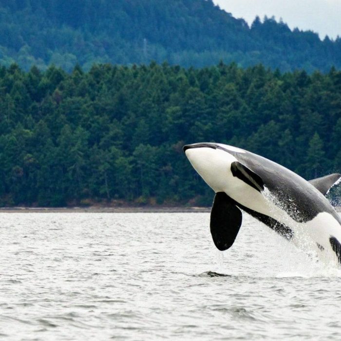 jumping-orca